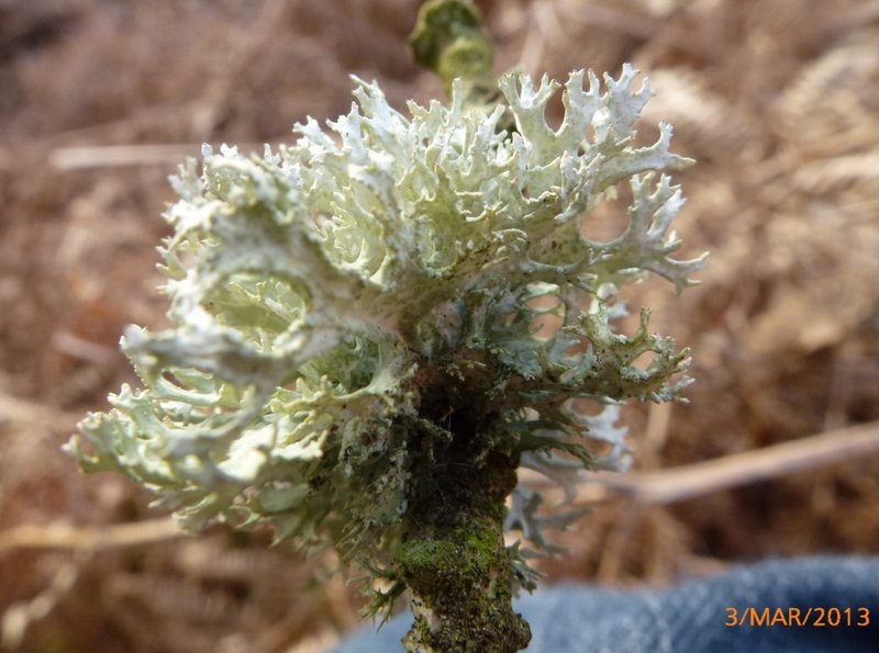 Lichens forestiers 3.3.2013 006